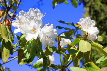 Flowers of white Japanese Sakura. Cherry blossom of spring in the botanical garden.