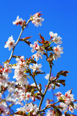 Flowers of Japanese Sakura. Cherry blossom of spring in the botanical garden.
