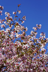 Flowers of Japanese Sakura. Cherry blossom of spring in the botanical garden.