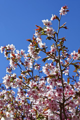 Flowers of Japanese Sakura. Cherry blossom of spring in the botanical garden.