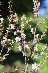 Flowers of Japanese Sakura. Cherry blossom of spring in the botanical garden.