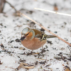 Male Common Chaffinch, Fringilla coelebs, close-up portrait on ground, selective focus, shallow DOF