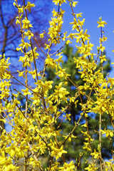 Blooming flowers of Forsythia with shallow depth of field.  Spring flowers in botanical garden. Selective focus.