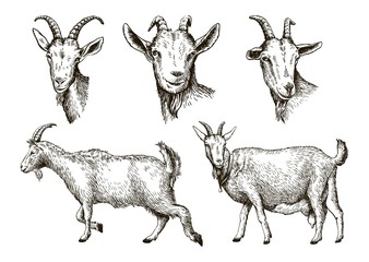 sketch of goat drawn by hand. livestock. animal grazing - 141316659