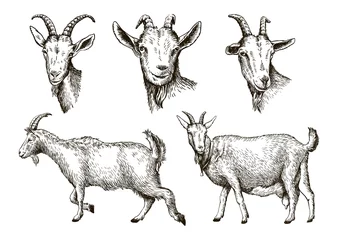 Fotobehang sketch of goat drawn by hand. livestock. animal grazing © la_puma
