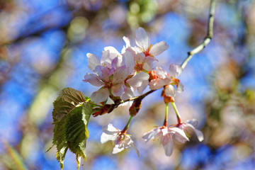 Flowers of Japanese Sakura. Cherry blossom of spring in the botanical garden.