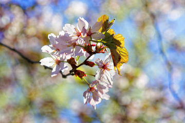 Flowers of Japanese Sakura. Cherry blossom of spring in the botanical garden.