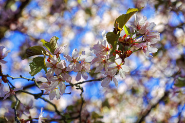 Flowers of Japanese Sakura. Cherry blossom of spring in the botanical garden.