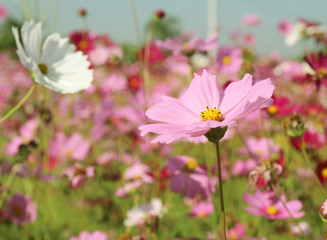 Fototapeta premium Beautiful Cosmos flowers blooming in the garden
