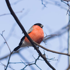 Red-colored Male of Eurasian Bullfinch, Pyrrhula pyrrhula, close-up portrait on branch with bokeh background, selective focus, shallow DOF