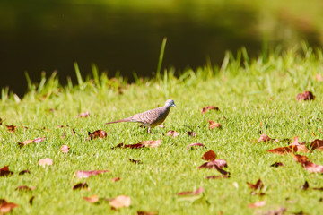 Zebra dove (Geopelia striata) on a green lawn with autumn leaves in Thailand park.