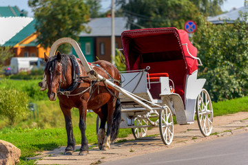 Horse in harness with a cart summer sunny day