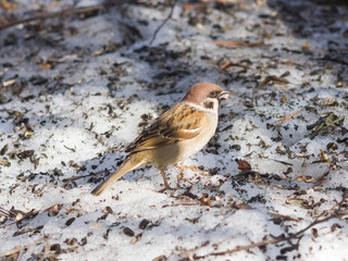 Eurasian Tree Sparrow, Passer montanus, close-up portrait on ground, selective focus, shallow DOF
