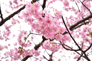 河津桜