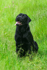 Black Labrador Retriever dog 