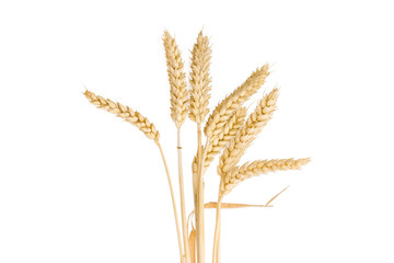 Stems of wheat with ears on a light background