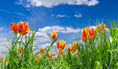 Several red and yellow tulips among the grass closeup
