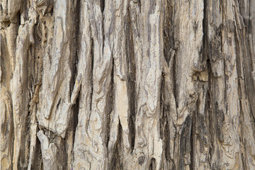 Tree bark texture.