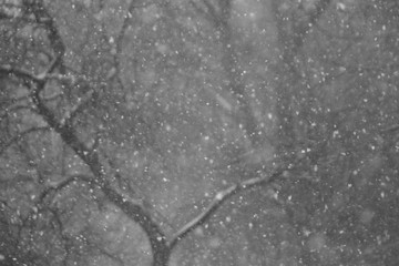 Snowfall in the forest. Abstract background