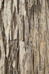 Tree bark texture.