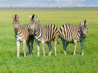 Fototapeta na wymiar Three Grevy's zebras in steppe in the spring