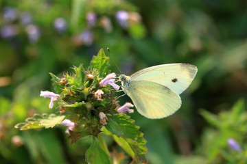 Butterfly Pieris brassicae, also called cabbage butterfly