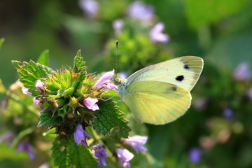 Butterfly Pieris brassicae, also called cabbage butterfly