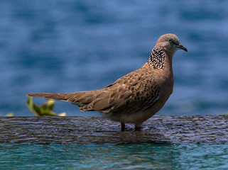 Sperbertaube am Beckenrand