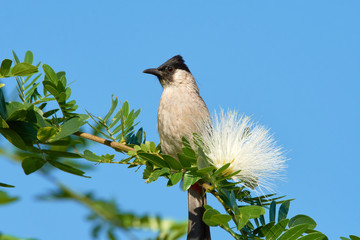 Sooty-headed Bulbul (pycnonotus aurigaster) next to mimosa flower (rain tree) in Thailand