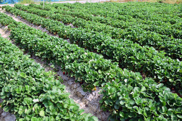 Fototapeta na wymiar Strawberry plantation at Chiang Kan district, Loei province, Thailand