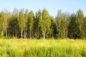 Obraz premium Forest at spring.