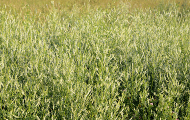 Summer field background.