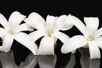 Single spring flower white Hyacinth isolated on black  background, reflection