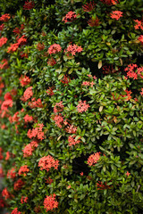 Fototapeta premium Colorful wall with flowers leaves