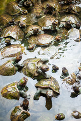 Turtles on the heap in natural water environment