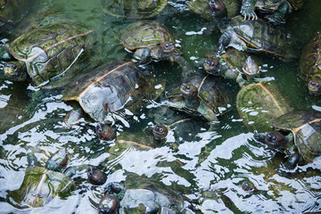 Turtles on the heap in natural water environment