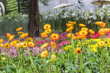 Obraz premium Beautiful little flowers in garden