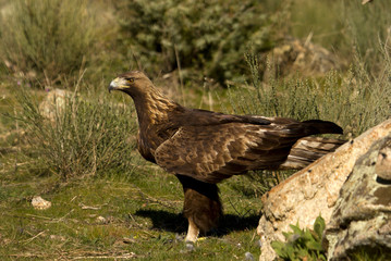 Adult male of Golden Eagle in Gredos Natural Park. Spain