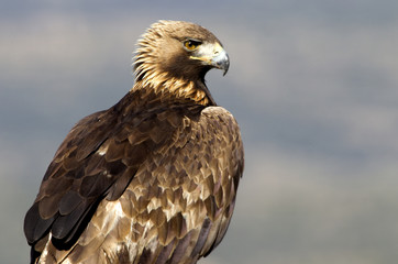 Adult male of Golden Eagle in Gredos Natural Park. Spain