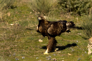 Adult male of Golden Eagle in Gredos Natural Park. Spain