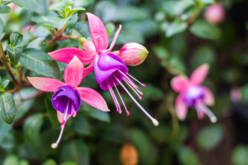 Fuchsia flower on nature background