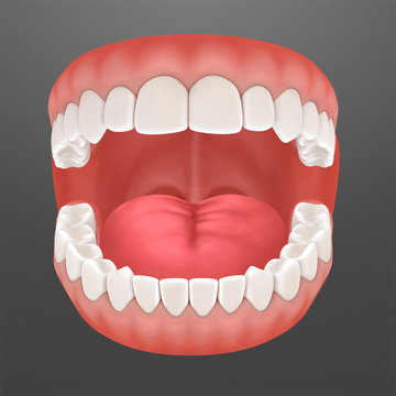 3d rendering of human teeth, open mouth