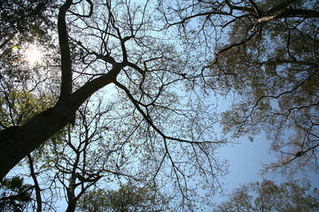 Trees in the summer / Trees silhouette
