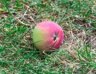 Red apple fallen in the grass