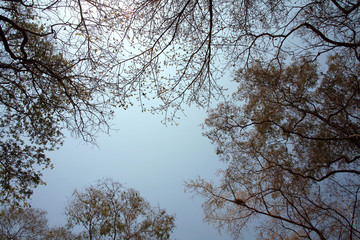 Trees in the summer / Trees silhouette