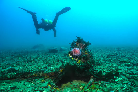 Diver And Sea Urchin