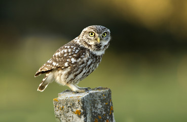 Adult male of Little owl. Athene noctua