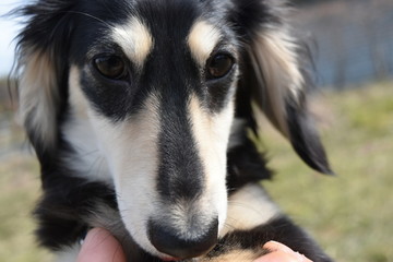 ミニチュアダックス