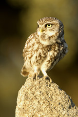 Adult male of Little owl. Athene noctua