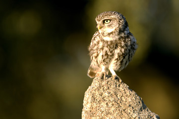 Adult male of Little owl. Athene noctua